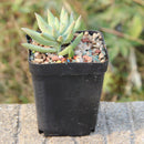 Pack of 50pcs Black Plastic Mini Flower Pots Nursery Plant Containers 7cm*7cm