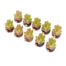 10 Pieces 1/12 Scale Decorative Artificial Succulent Cactus Plants with Wood