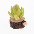 10 Pieces 1/12 Scale Decorative Artificial Succulent Cactus Plants with Wood