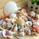 Sea Shells Beach Mixed Shell Craft Table Aquarium Fish Medium JI89 Tank J1H5