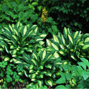20pcs hosta plantaginea seeds fragrant plantain flower fire and ice shade TBR^i