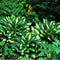 20pcs hosta plantaginea seeds fragrant plantain flower fire and ice shade TBR^i