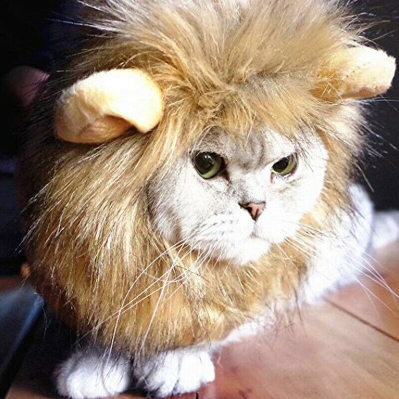 Pet Clothing, Dog or Cat Clothing, Beauty and Beast Clothing, Christmas Rol