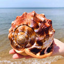 Natural Bull's Mouth Conch Shell Coral Sea Snail Fish Tank Adorn Home Orname_