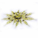 20PCS Soft Shrimp Fishing Lure Baits for Bream Bass Flathead Whiting Snappe