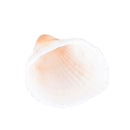 20X Natural White Shells Decorations Mini Nautical Crafts Aquariums Ornament OZ