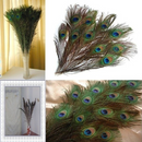 10PCS Craft Natural Peacock Tail Eyes Feathers 8-12 Inches long for Bouquet