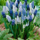 Beautiful Rainbow Frutti Lupine Flower Seeds Ornamental Flowers 99% Germinatisp