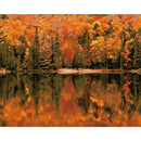 DIY Digital Oil Painting By Numbers Kits Autumn Woods Drawing Picture Art