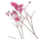 10pcs/Set Mini Gypsophila Cute Dried Flower Wedding Decoration DIY Hand acco BX