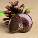 Iridescent Ammonite Natural Ammolite Facet Specimen Fossil Madagascar