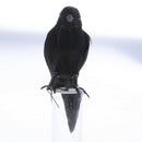 Artificial Crow Black Bird Raven Prop Decor For Halloween Display Halloween