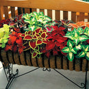 50 pcs mix colors blumei seeds colorful flower leaves plant home garden LJ