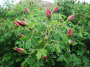 50g Organic Red Rosebud Rose Buds Flower Floral Herbal Dried Health Chinese Tea