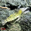 10Pcs Artificial Fishing Lure Bionic Shrimp Soft Bait Fishing Tackle Lifeli
