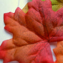 100 Autumn/Maple Silk Leaves Multi Coloured/Wedding/Decoration X4P7