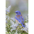 5D DIY Full Drill Diamond Painting Bird Embroidery Mosaic Craft Kits (w606)