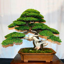 Juniper Bonsai Tree Seeds Purify Air Easy to Grow Office/Home Decoration Supply