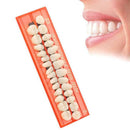 Full-mouth Denture super Wear-resistant dental Oral Care