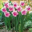 400X Charm Daffodil Seeds Spring Flower Double Narcissus Duo Bulbs Seeds P6V2