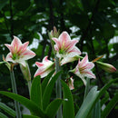Beautiful 2 Bulbs Plants Elvas Double Amaryllis HIPPEASTRUM Elvas Amarylli Q7Y9