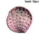 Hot 50 stk Red Cactus Pad Purple Santa Rita Opuntia New A1J2 Garden Home Ru I9B8