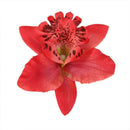 20x Red Artificial Silk Orchid Dendrobium Flower Heads Wedding Decor