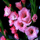 2pcs Mixed Colors Gladiolus Jumbo Giant Flower Bulbs Perennials Summer Nice H5N7