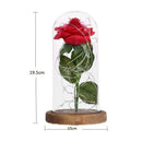 Rose 20 LED String Light Glass Dome Night Lamp Party Home Decor (Beige Base