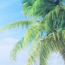 5x3FT Vinyl Background Photography Palm Tree Beach Sunshine Studio