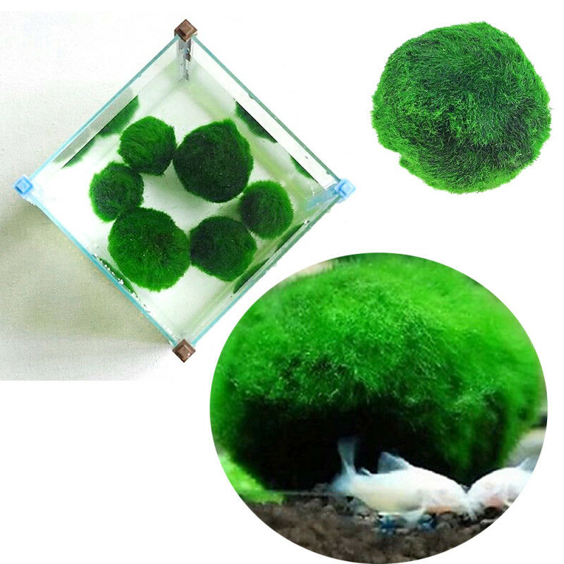 Marimo Ball Cladophora Live Aquarium Plant Fish Tank Betta Sea Triops
