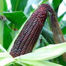 20Xsweet glutinous black corn seeds purple black waxy corn seeds red and LJ
