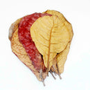 10pcs Catappa almond leaves ketapang leaf shrimp betta aquarium 2019 fish c M0F7