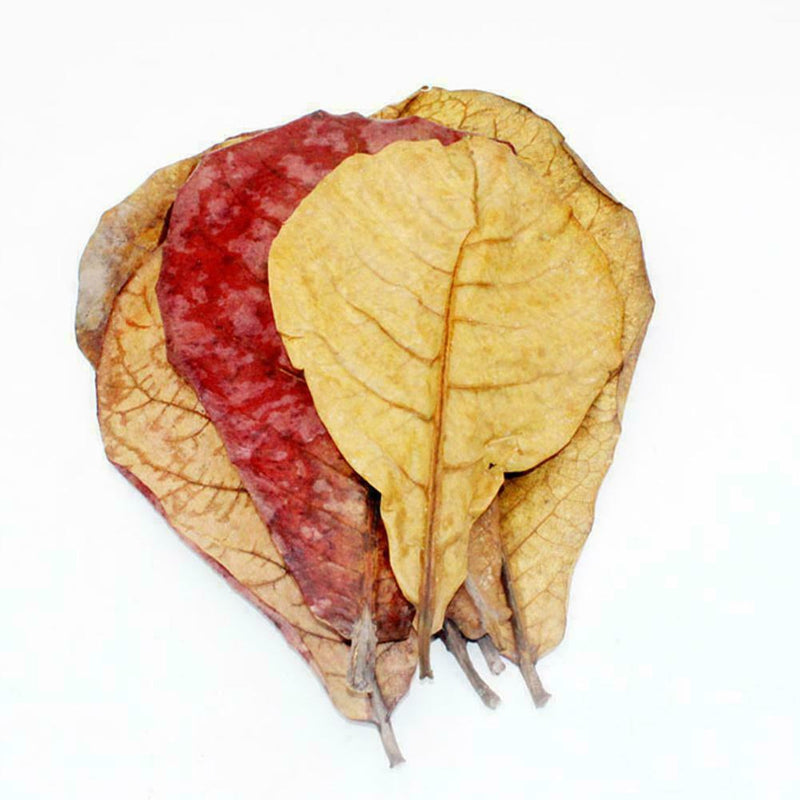 10pcs Catappa almond leaves ketapang leaf shrimp betta aquarium 2019 fish c M0F7