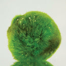4cm Aquarium  Live aquarium Green Algae Ball plant Fish tank betta sea Decro