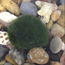 Nano Marimo Moss ball monkey Live aquarium plant fish tank betta sea~triops