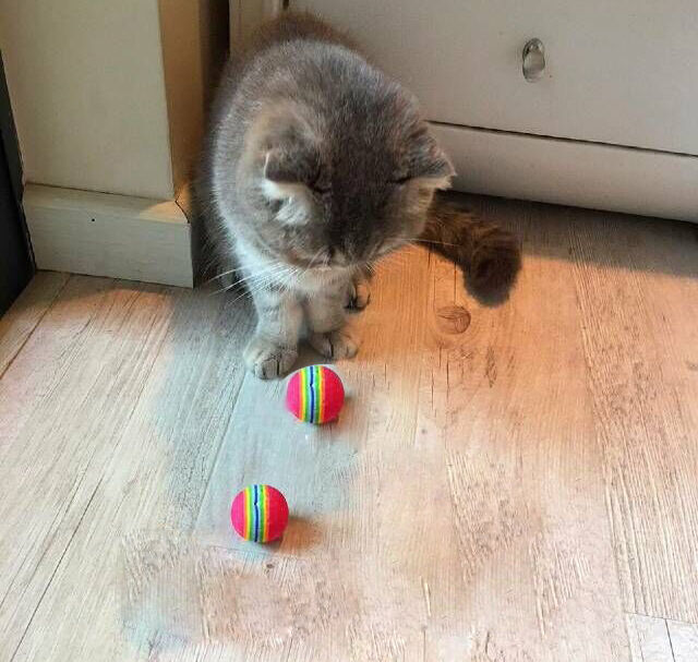 2Pcs Pet Small Dog Puppy Cat Colorful Soft Play Chew Treat Ball Activity Toys