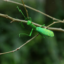 Bug Insects Statue Ornament Hanging Wall Art Insect Garden Sculpture Decor