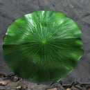 4x Artificial Aquatic Water Grass Fish Tank Aqua Landscape Lotus Decoration