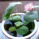 40 XLOTUS FLOWER LOTUS SEEDS AQUATIC PLANTS Lotus Water Lily Seeds