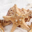 2 PCS Natural Starfish Sea Star shell Aquarium Landscape Making DIY Craft Decor