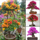 Amazing 100 * Mix-color Bougainvillea Spectabilis Willd Bonsai Flower Seeds,