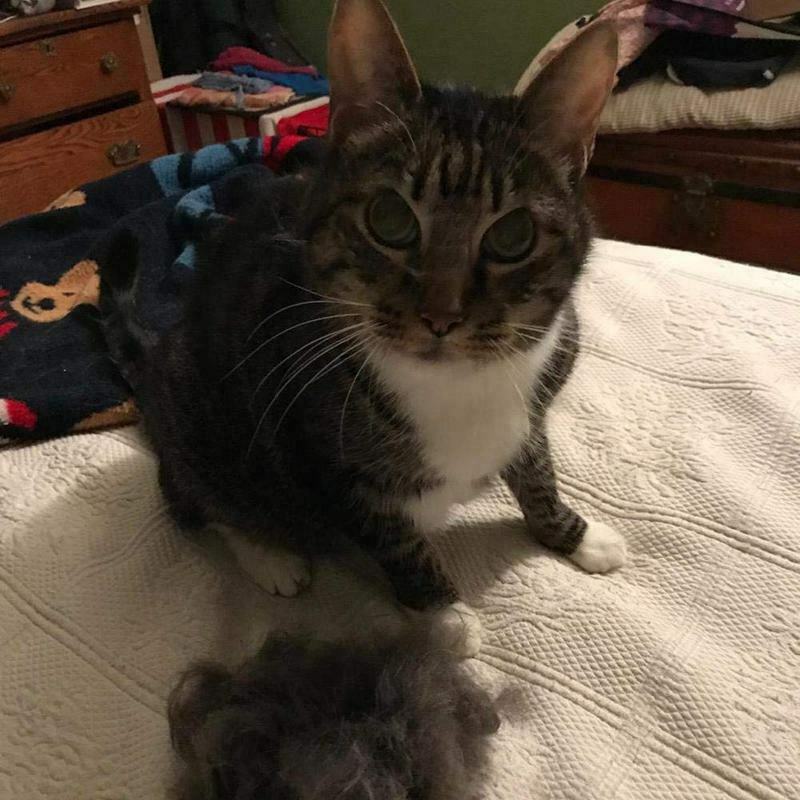 Pet Hair Removal Comb Deshedding Wooden Grooming Comb / Tool / brush Profes H9W1