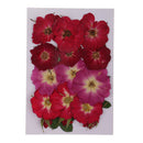 8Pack Mixed Pressed Dried Flowers Leaves for Scrapbooking Wedding Decoration