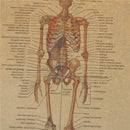 skeletal anatomy poster bar home decor retro kraft paper painting wall sti ne3C