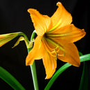 White Yellow Sunrise Amaryllis Bulbs Hippeastrum Bulbs Home Garden Decor Supply