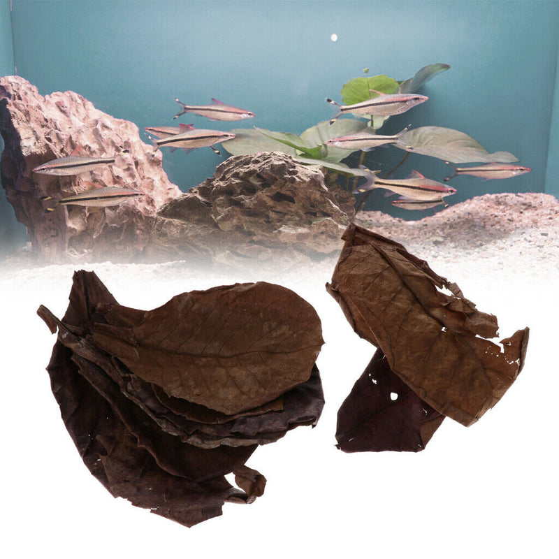 Catappa Leaf Betta Leaves Water Conditioner for   Tank Aquarium Pets , 10