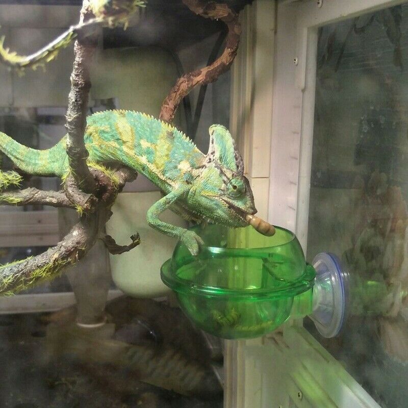 Home Pet Feeder Reptile Supplies Suction Cup Feeder Sucker Sucker Water Dri T8W5