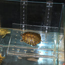 Turtle Basking Platform - Aquarium, Fish Tank Tortoise Resting Terrace Ramp
