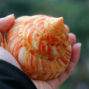 Emperor's Slit Shell Cone Shells Multi-Purpose DIY Crafts Nautical Decors 5